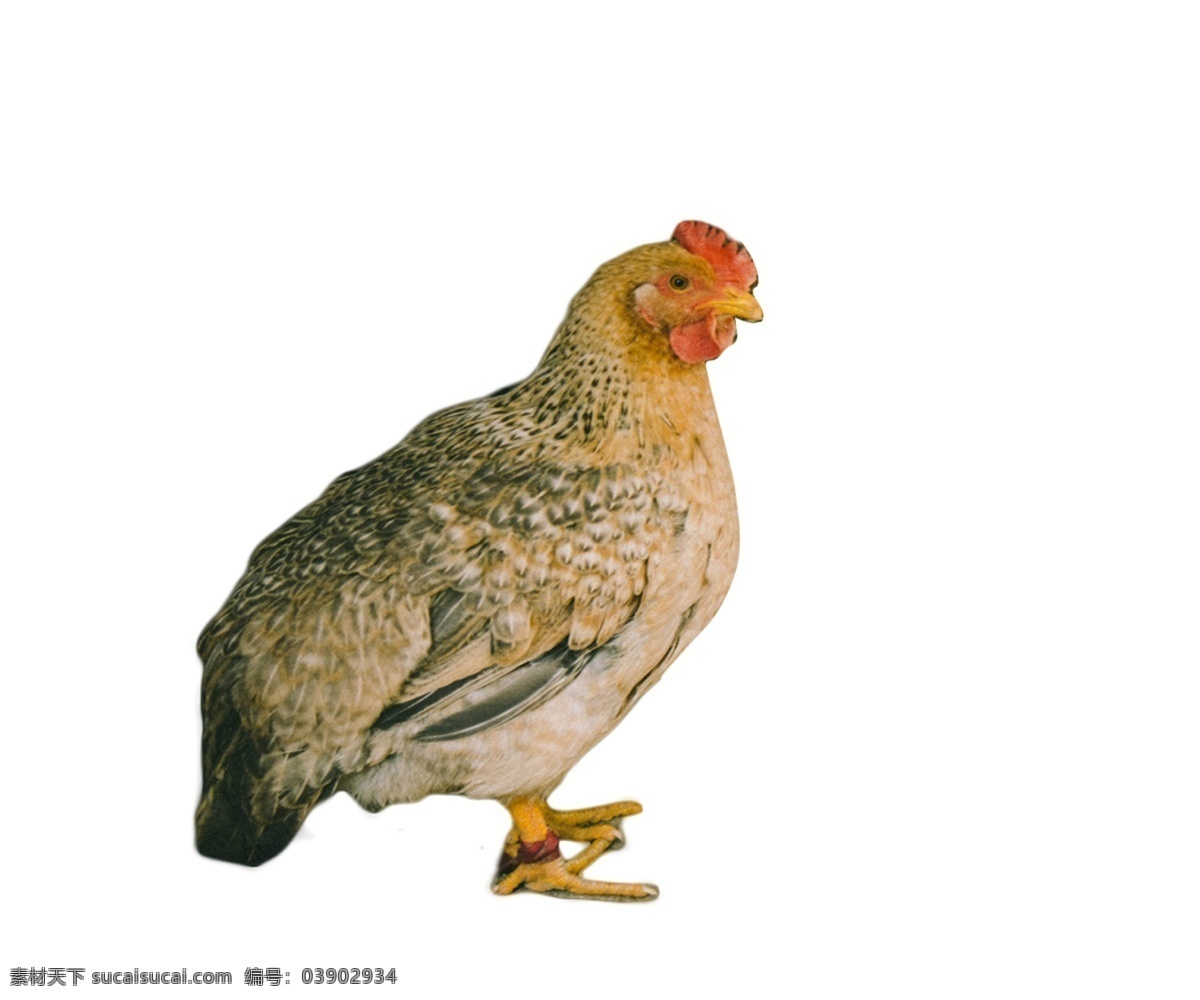 可爱 麻鸡 下蛋 鸡 动物 家禽 下蛋母鸡 敏捷 吃虫子和粮食 美食 速度 自由自在 溜溜达达 踱来踱去