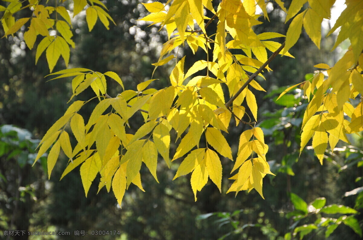 秋天 白蜡 满 树 金黄 黄叶 秋叶 树叶 自然景观 自然风景