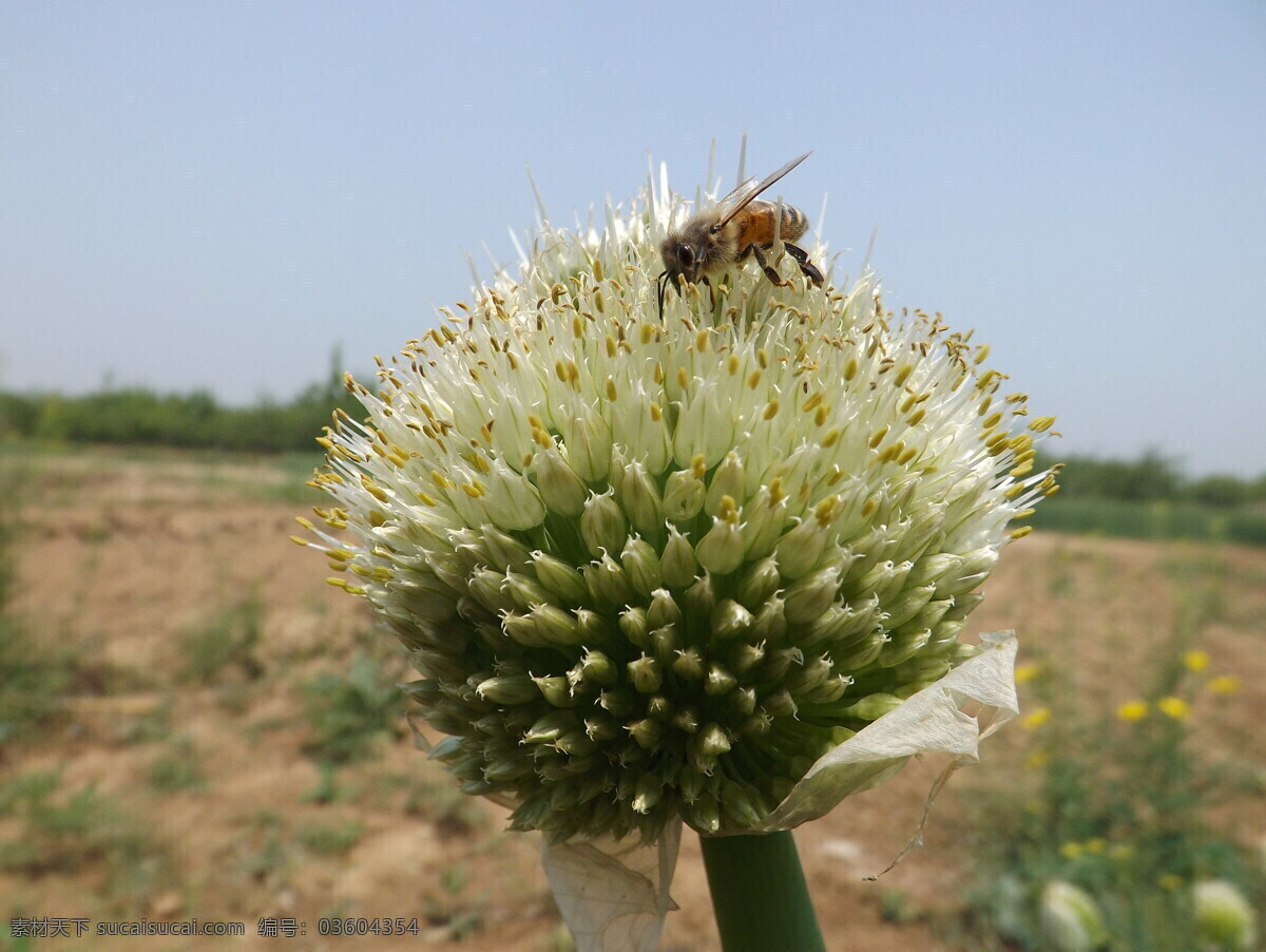 葱花 蜜蜂 初夏 昆虫 生物世界 葱花与蜜蜂