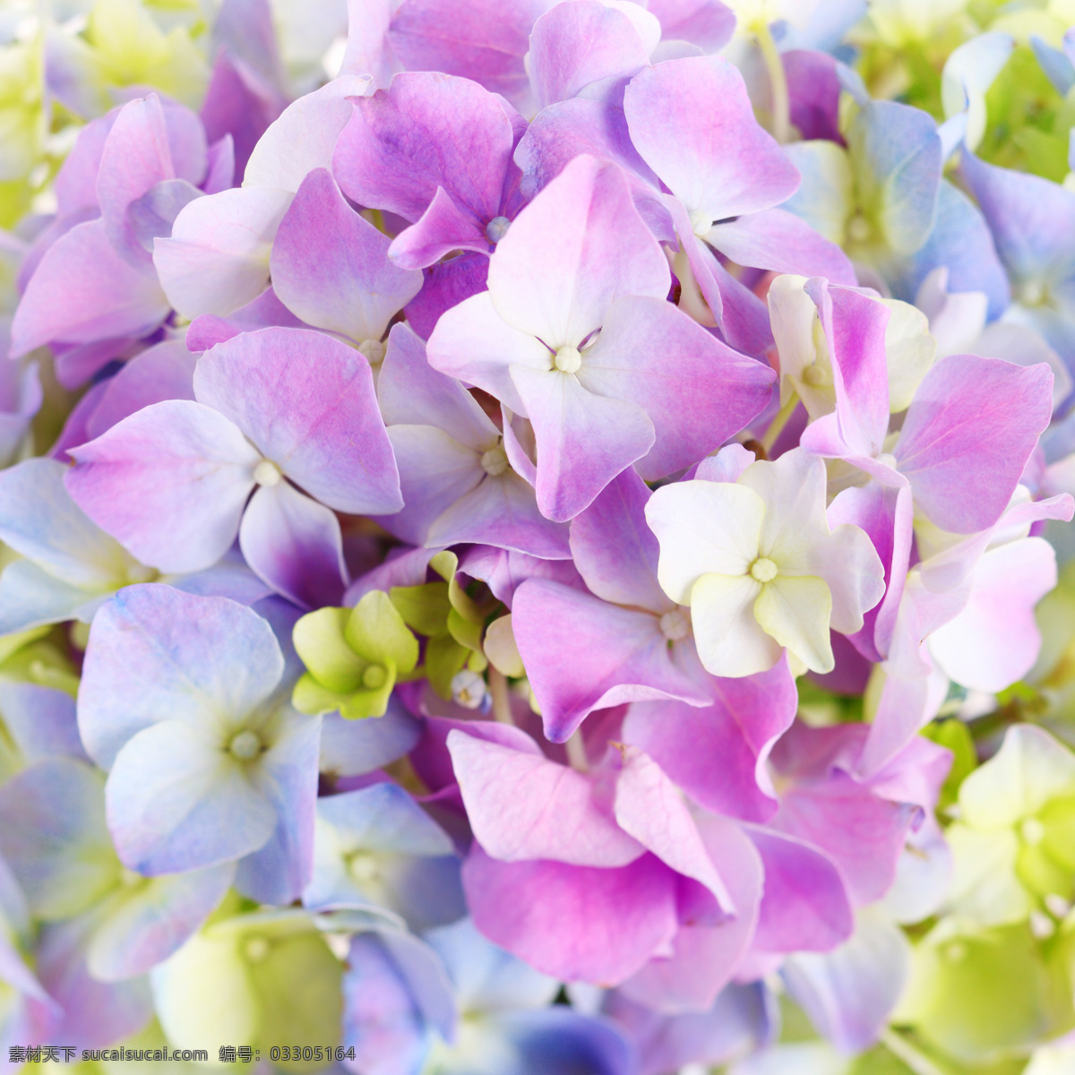 美丽 唯美 花朵 植物 鲜花 近照 浪漫 美丽的花朵 朦胧 梦幻 意境 淡紫色 干净 花草树木 生物世界