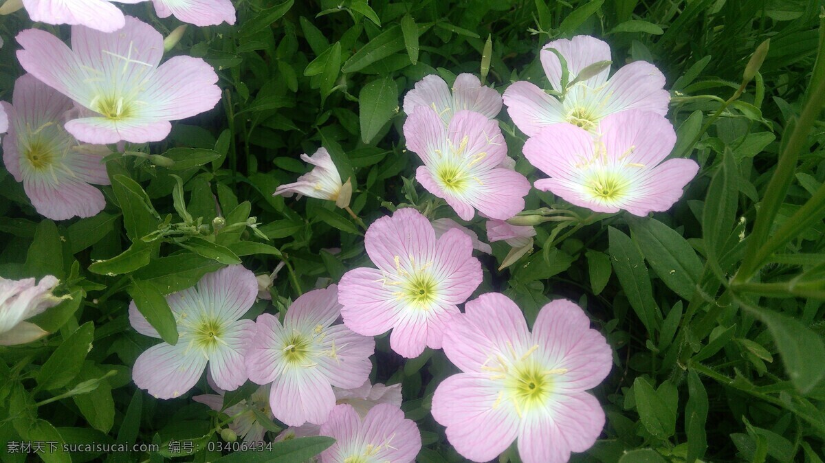 待霄草 月见草 山芝麻 花 花朵 生物世界 花草