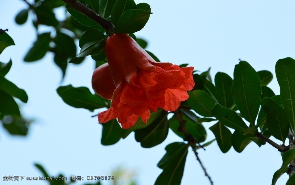 石榴花 石榴 观赏花卉 安石榴 若榴 花卉 花儿 枝叶 石榴树 花草 植物 园林绿化 绿化景观 石榴花石榴 生物世界