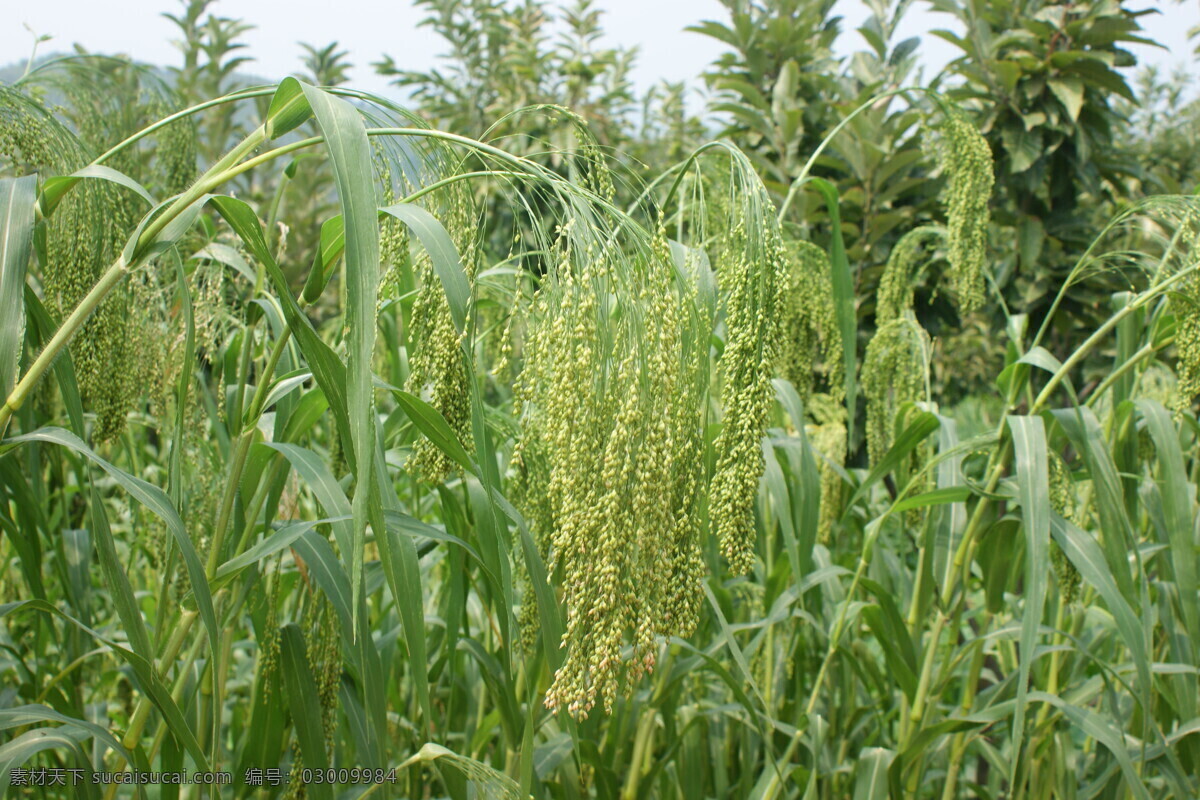 黍子 稻黍 黍穗 绿叶 植物类 花草 生物 生物世界 旅游 五谷杂粮 田园 其他生物