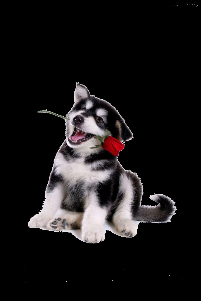 可爱 叼 玫瑰花 小 阿拉斯加 产品 实物 产品实物 宠物狗 生肖狗 小阿拉斯加 小狗