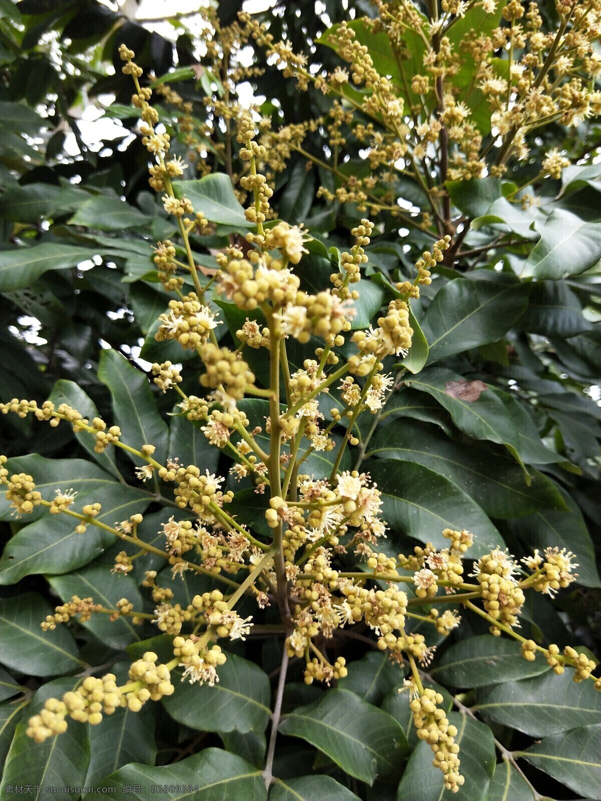 龙眼树花 花朵 鲜花 花 花枝 花丛 花叶 绿叶 叶子 叶 绿色 绿化 园艺 花园 花圃 花苑 观赏 花香 花卉 花草 生物世界 春天 春日 盛开 绽放 烂漫 龙眼树叶 自然景观 田园风光
