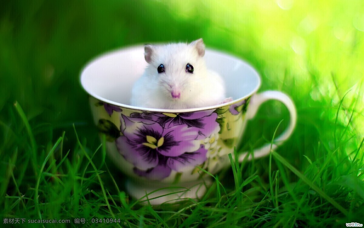 杯子 小白鼠 动物 可爱动物 宠物 老鼠 花杯子 瓷器 绿地 草地 阳光 野生动物 生物世界