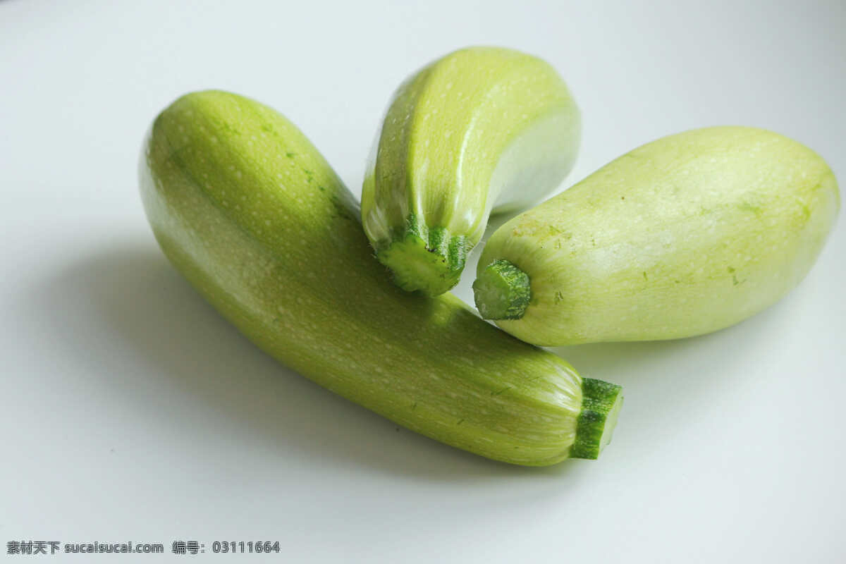 西葫芦 角瓜 食材 蔬菜 营养 生物世界