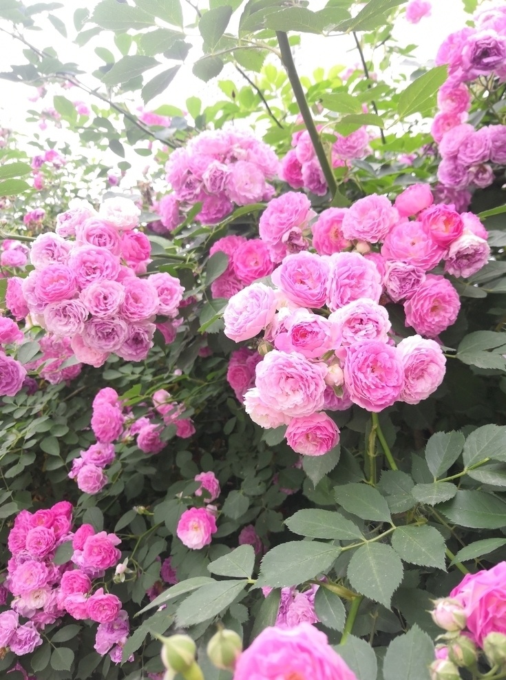 蔷薇 蔷薇花墙 花墙背景 粉色蔷薇花 蔷薇科 鲜花背景 大片 花卉 生物世界 花草