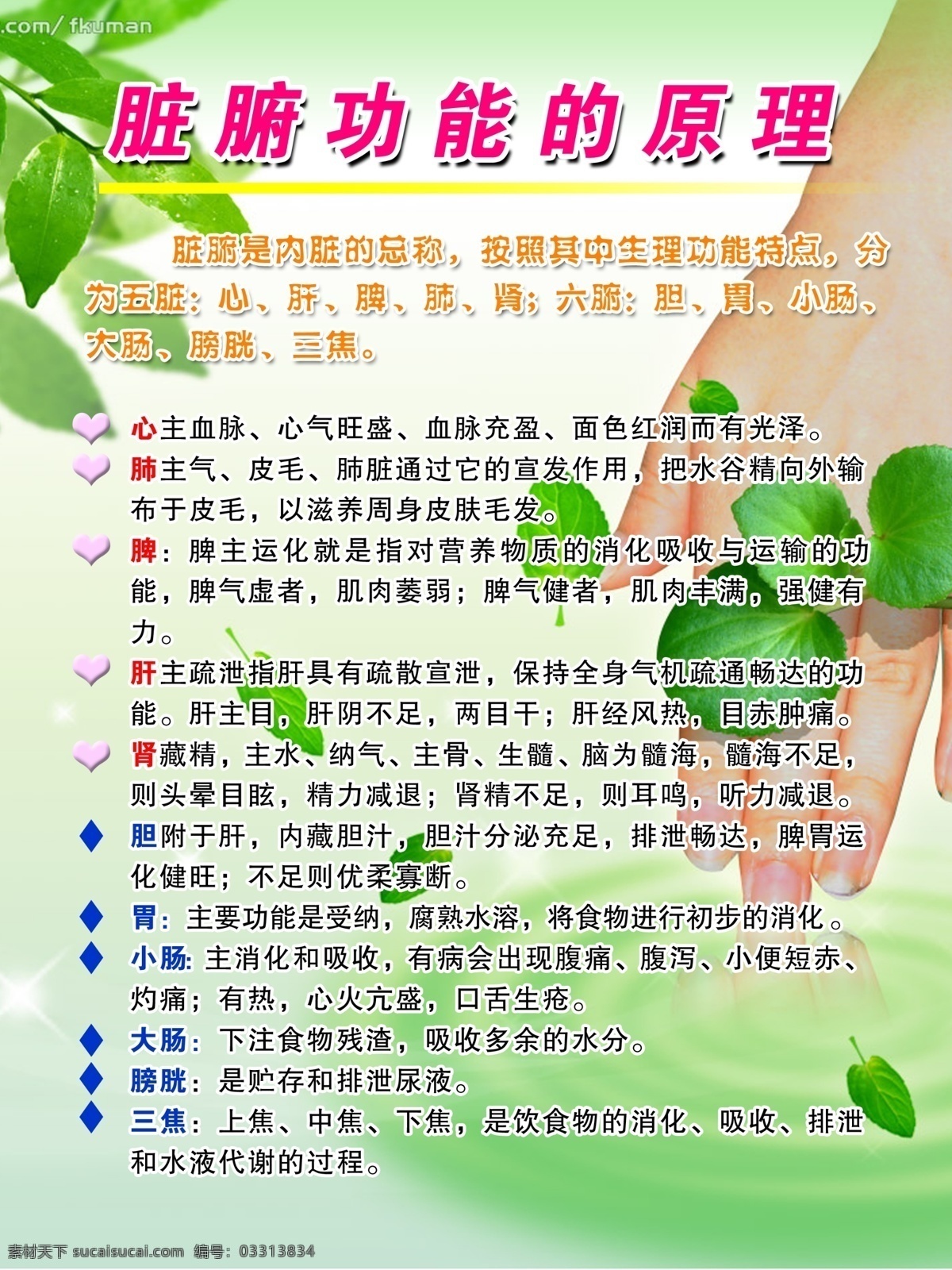 脏腑功能 树叶 水 手 心 肺 脾 肾 胃功能 展板模板 广告设计模板 源文件