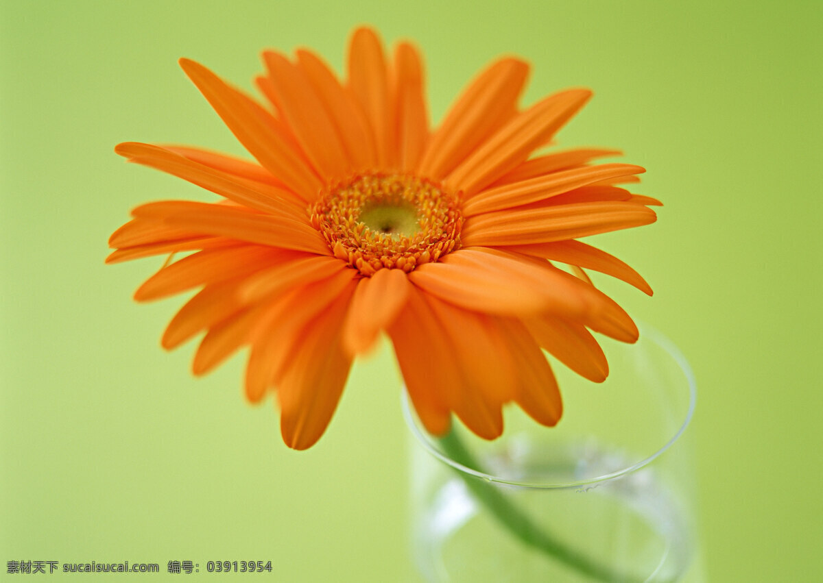 雏 菊 雏菊 花 花草 生物世界 鲜花 杯子里的花 矢量图 日常生活