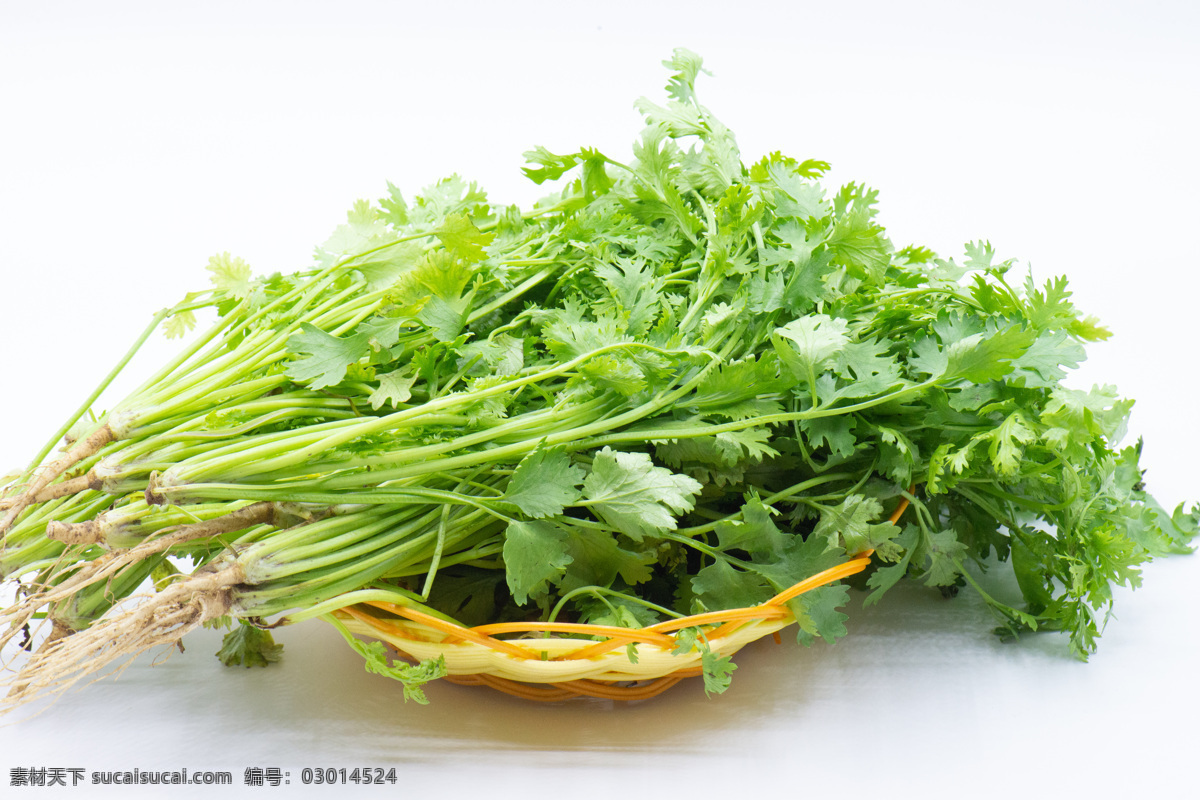 香菜 蔬菜 植物 绿色 绿叶菜 佐料 新鲜 生的 整棵 完整的 膳食纤维 营养 食物 食品 食材 白色背景 容器 编织篮 特写 餐饮美食 食物原料