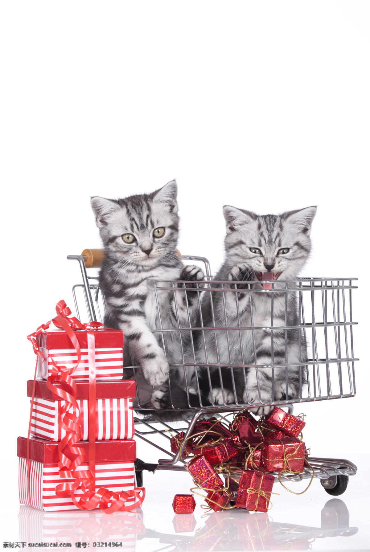 购物车 里 小猫 猫咪 礼盒 礼物 宠物 可爱动物 小动物 猫咪图片 生物世界