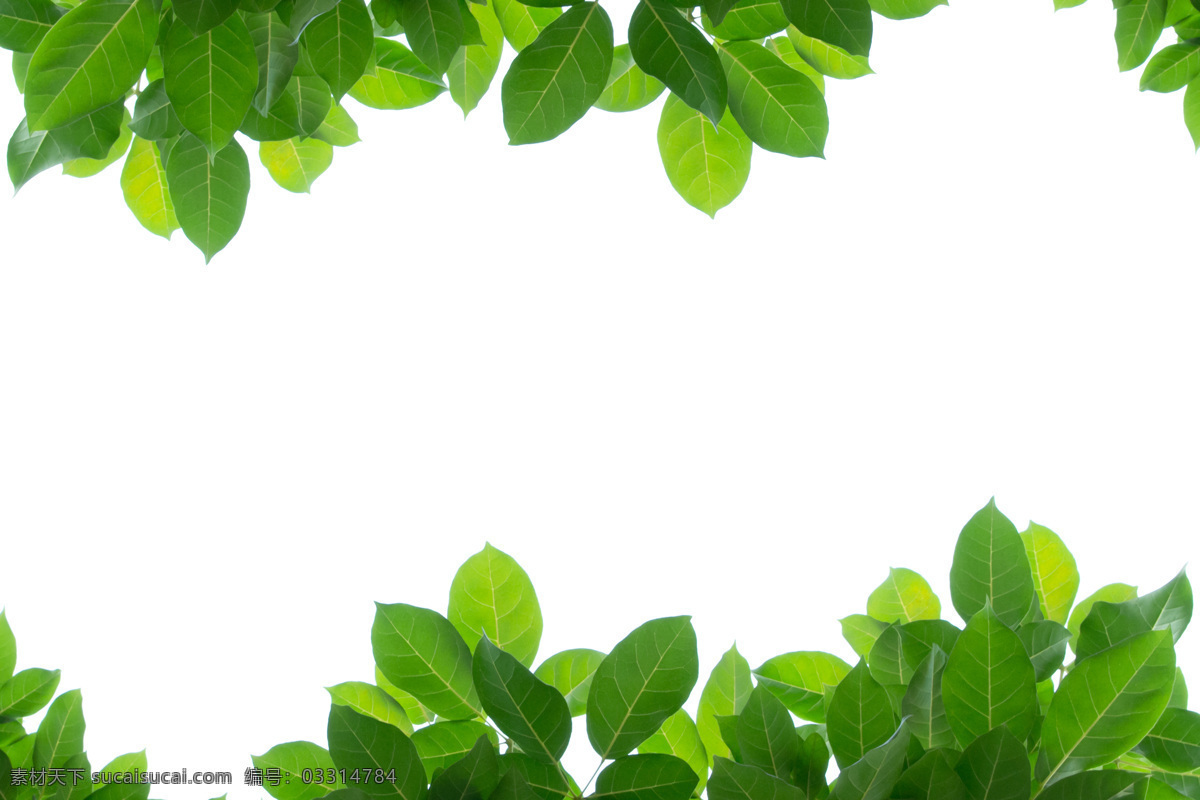 树叶 绿叶 植物 树木树叶 绿色植物 生物世界