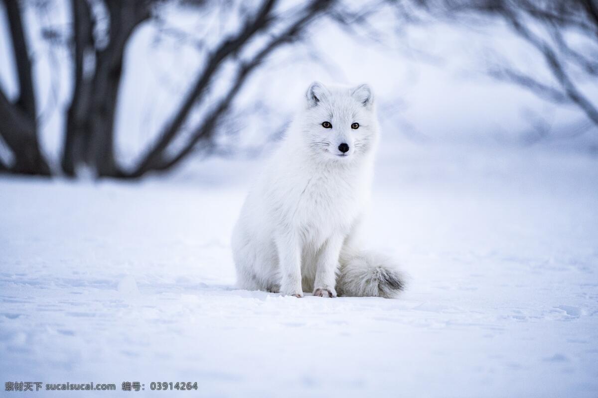 雪狐 雪地 狐狸 白狐 森林 雪景 动物 生物世界 野生动物