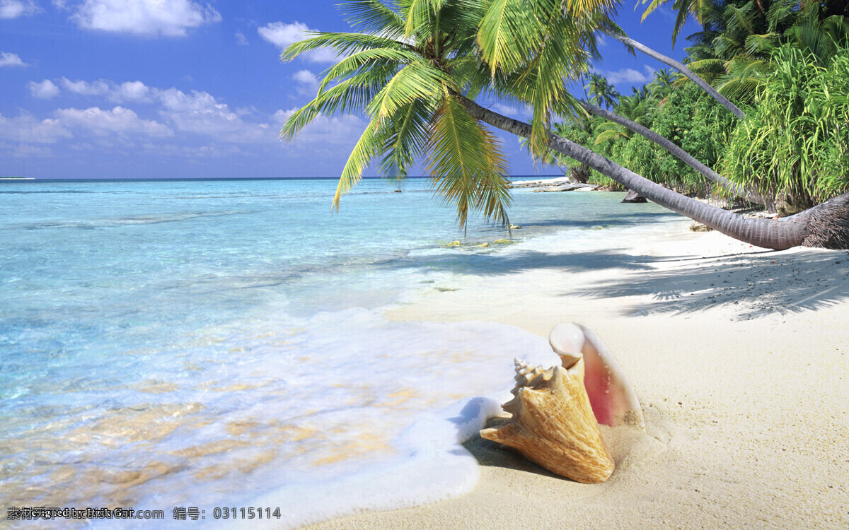 海滩 椰树 热带海岛 海岛 热带 天堂 沙滩 大海 海 蓝天 白云 贝壳 自然风景 自然景观