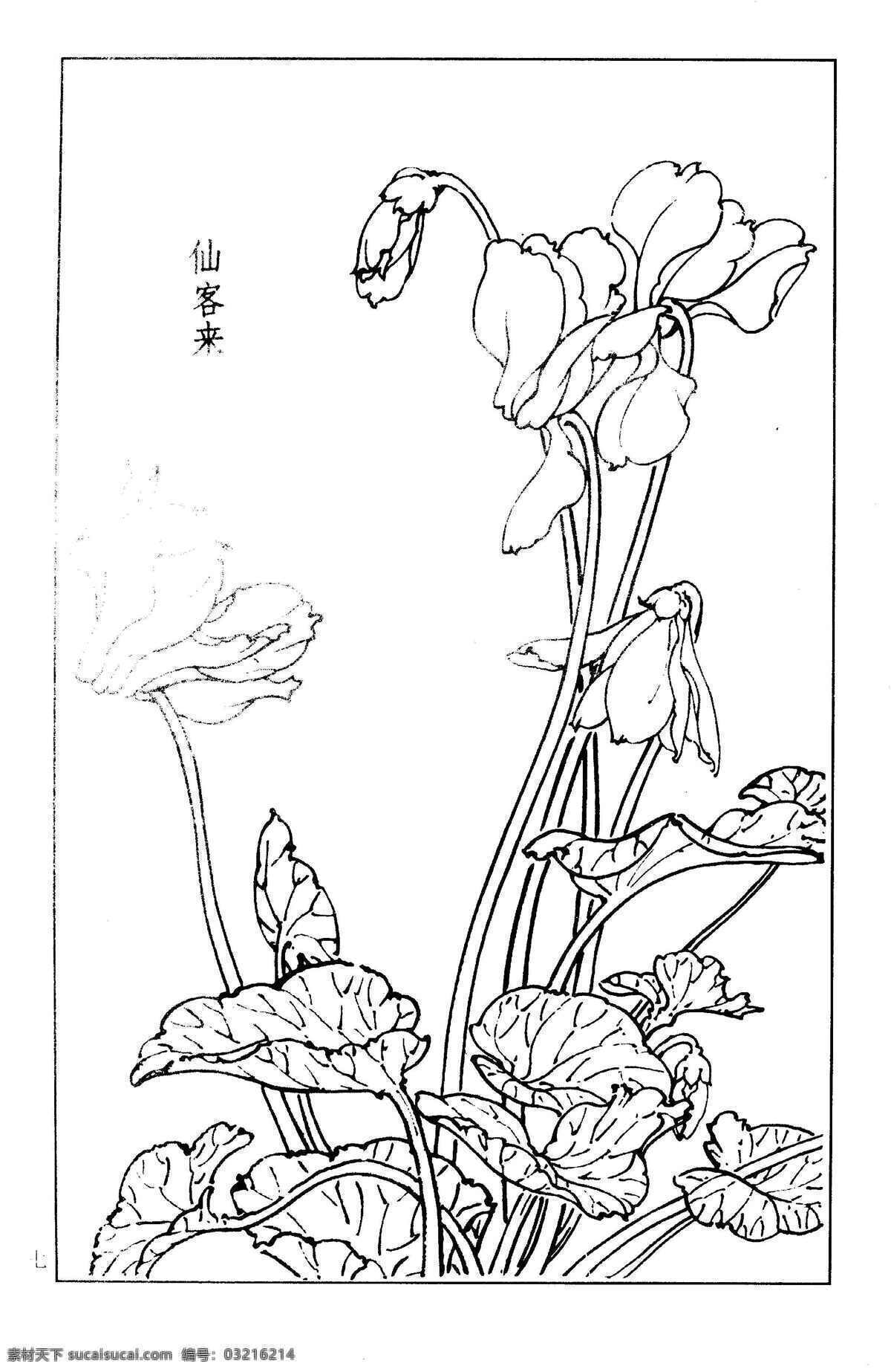 page1007 仙客来 百花 花草 花 草 白描 线描 黑白稿 绘画 工笔 花谱 人民美术出版社 国画 百草 王道中 王满良 美术 百花图谱 百花图 百花谱 生物世界 设计图库