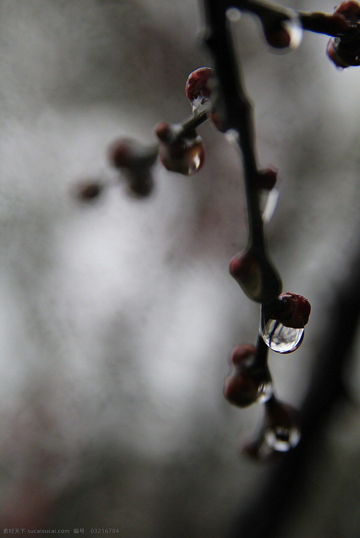 雨后梅枝 花卉摄影 红梅 自然风光 雨后红梅 树木树叶 生物世界
