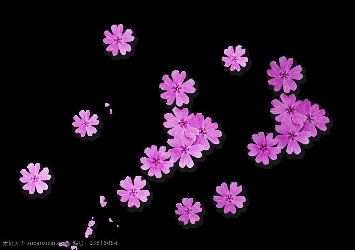 紫色 浪漫 小花 装饰 花朵 春天 春季