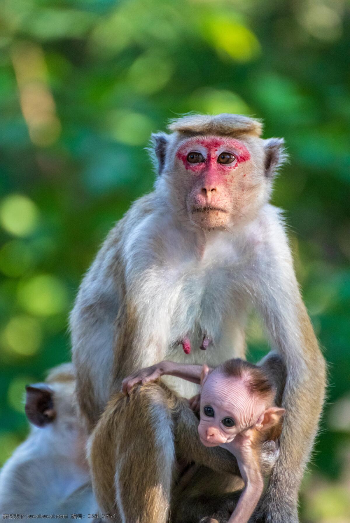 猴子可爱 猴子 猴 动物 野生 生物 小猴子 害怕 拥抱 保护动物 背景 公园 可爱猴子 猴子妈妈 猴妈妈 动物昆虫 生物世界 野生动物