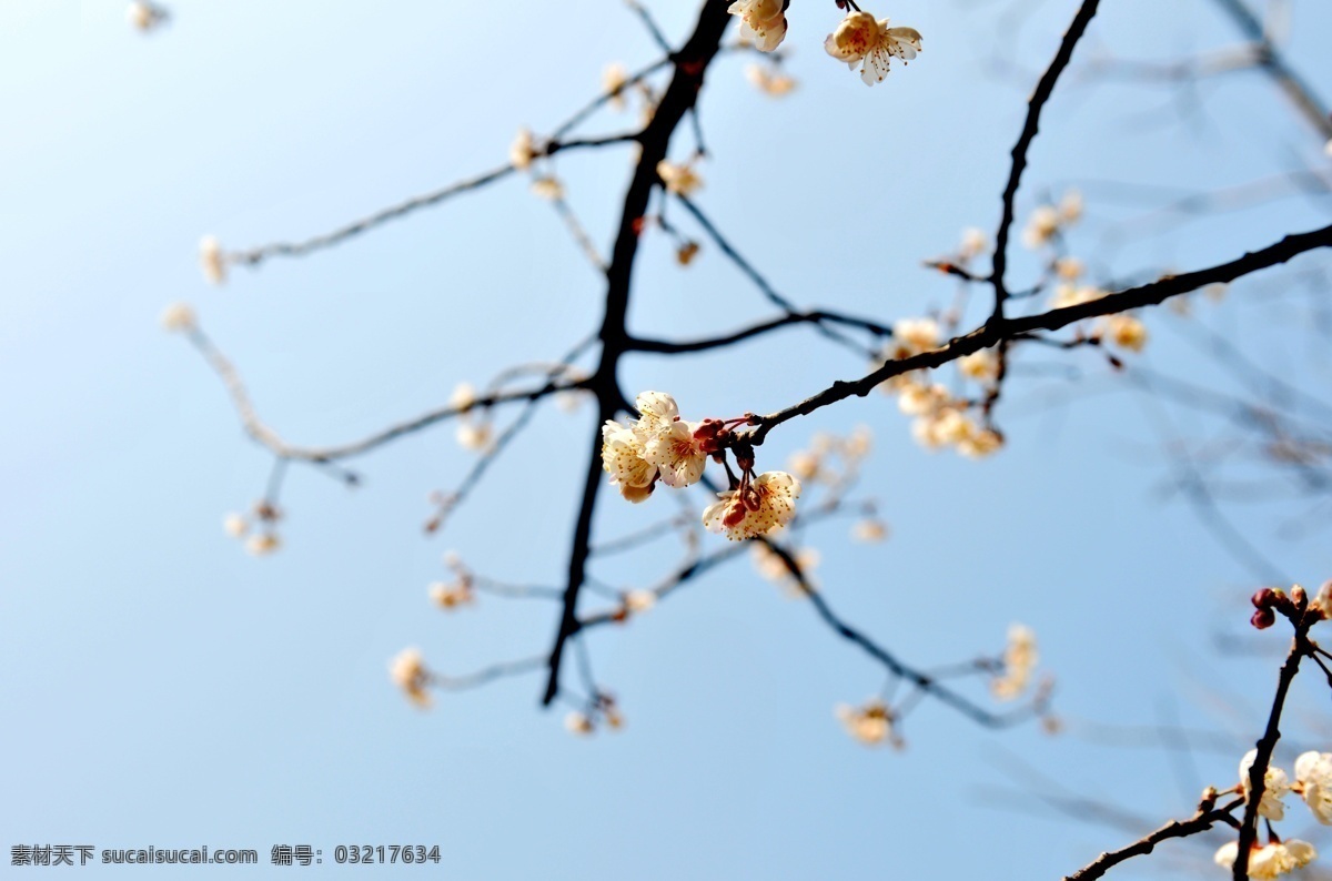 樱桃花开 樱桃 樱桃花 景观 天空 生物世界 花草