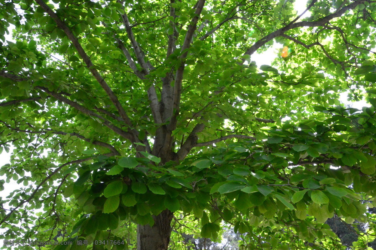 玉兰树枝叶 白玉兰树 树枝 嫩叶 枝叶 植物园风景 植物园美景 园林美景 植物 丁香玉兰花 生物世界 花草