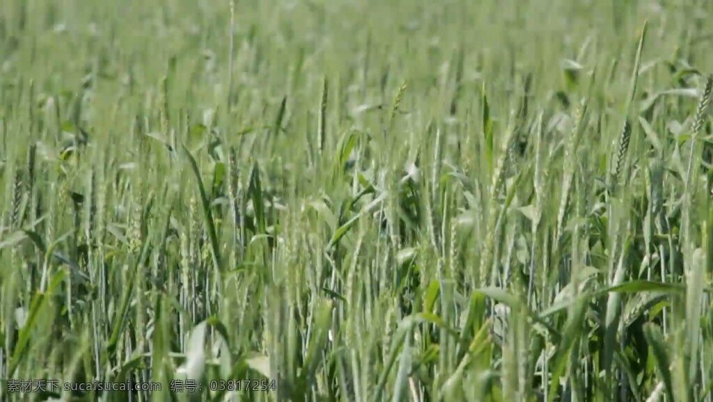 实拍 青色 小麦 视频 农作物 植物