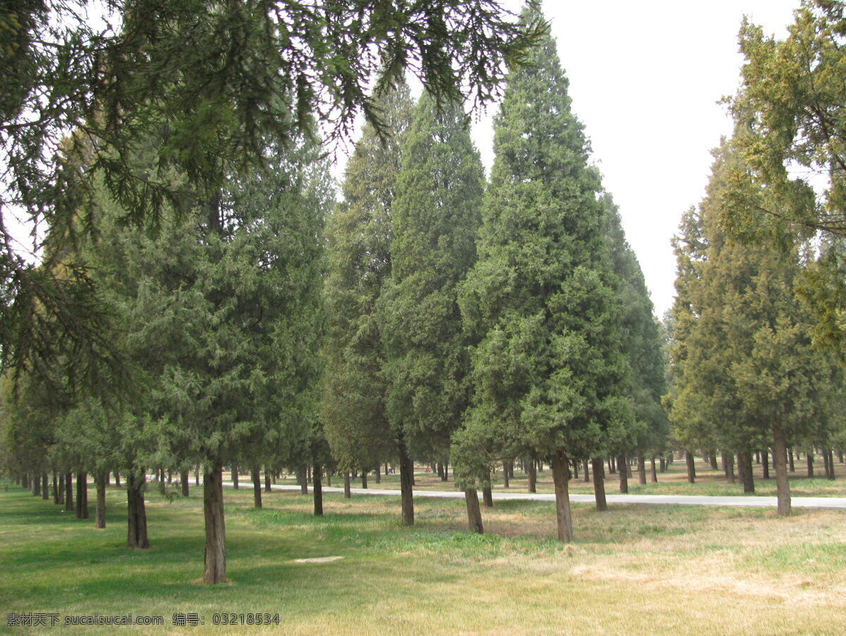 松树林 树林 松树 松柏 自然景观 美丽北京 植物 树木 风景 树冠 树枝 树叶 树木树叶 生物世界