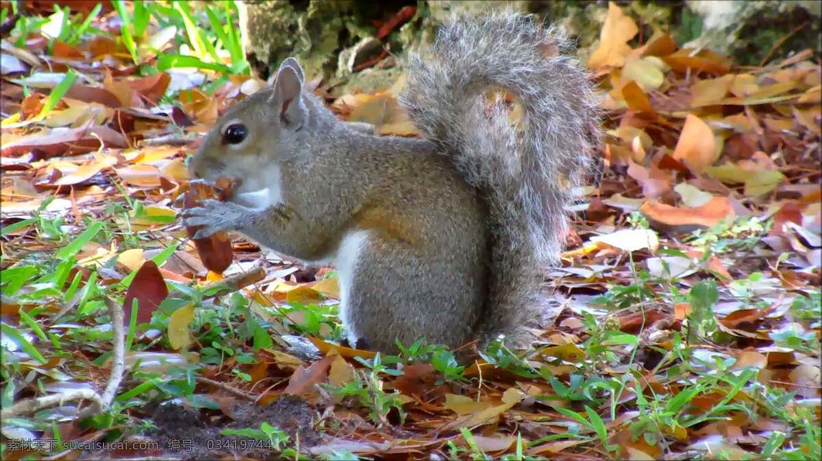 灰松鼠吃 动物 自然 松鼠 灰色 啮齿类动物 毛皮 可爱的 公园 坚果 咀嚼 啃 啃咬 吃 草 叶 忙碌的 繁忙的 野生动物 毛茸茸的