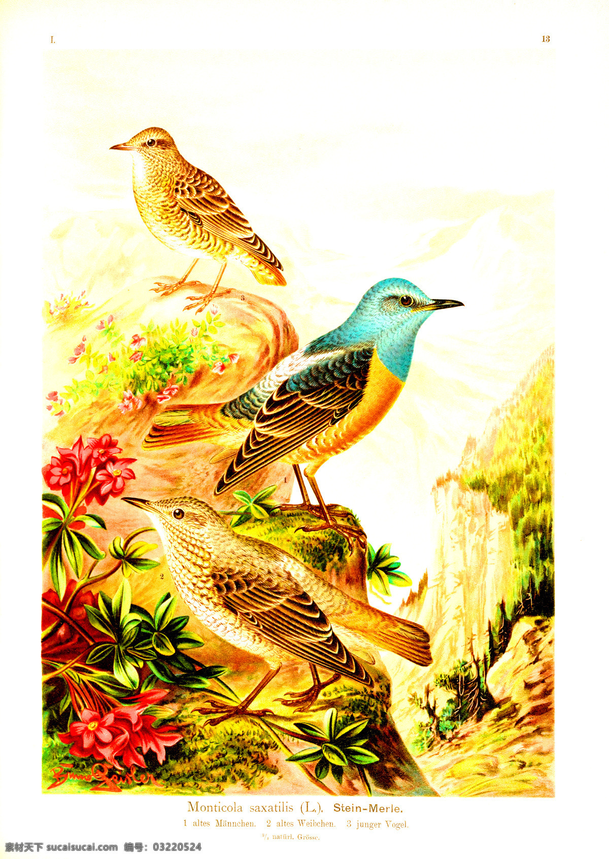 手绘小鸟 彩色插画 手绘鸟类 鸟类太阳鸟 彩色手绘小鸟 亚洲鸟类 手绘 花鸟 鸟儿 鸟 高清 禽类 西方图谱 蜂鸟 鸟类素材 绘画 科普 绘画书法 文化艺术 天堂鸟 生物世界 鸟类 无名小鸟 插图 插画 翅膀 手绘插画 手绘小鸟插画 鸟类插画 装饰画 底纹边框 背景底纹