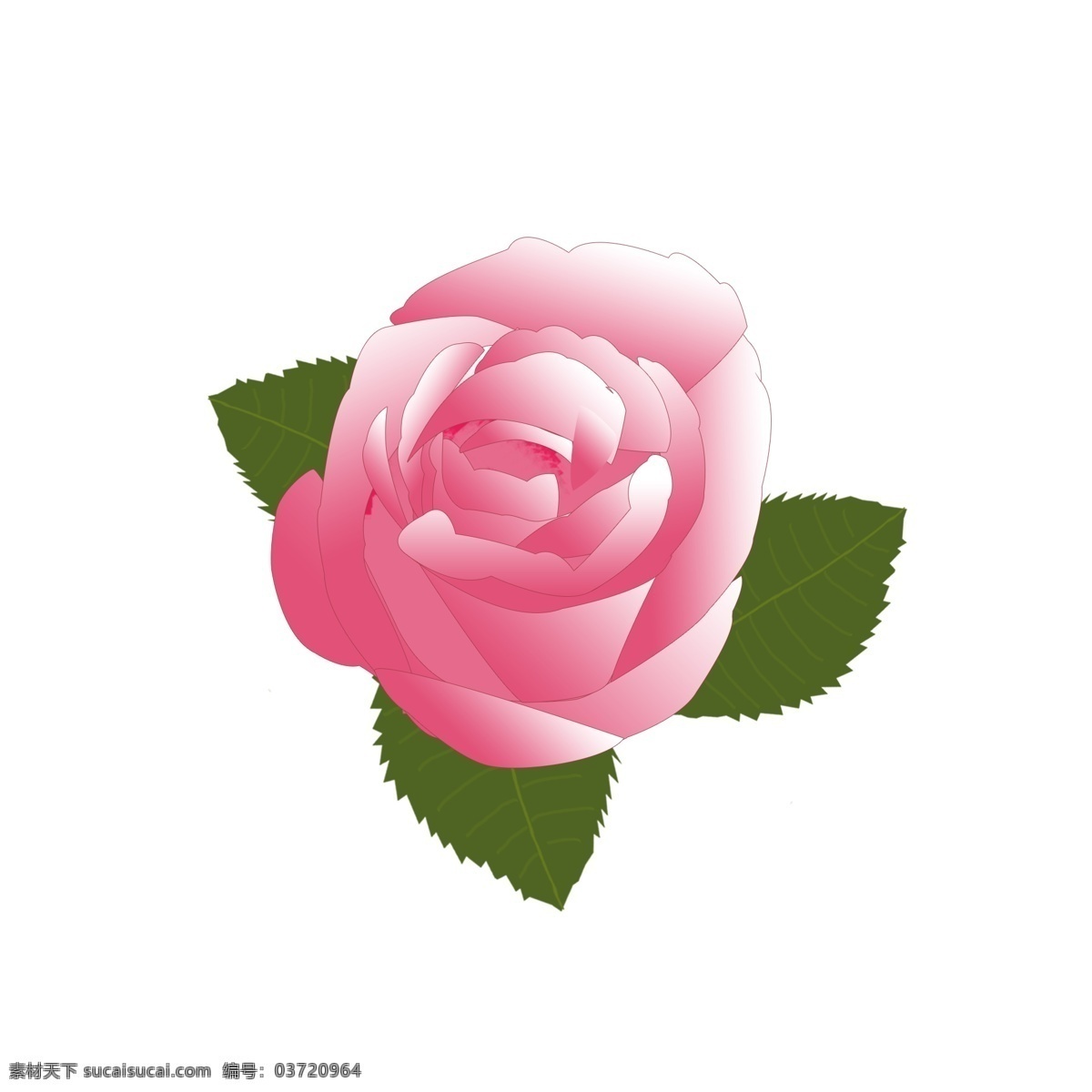 粉色 玫瑰 花朵 玫瑰花 元素 玫瑰花朵 粉色玫瑰 节日 情人节 玫瑰叶 粉色玫瑰花 玫瑰花素材