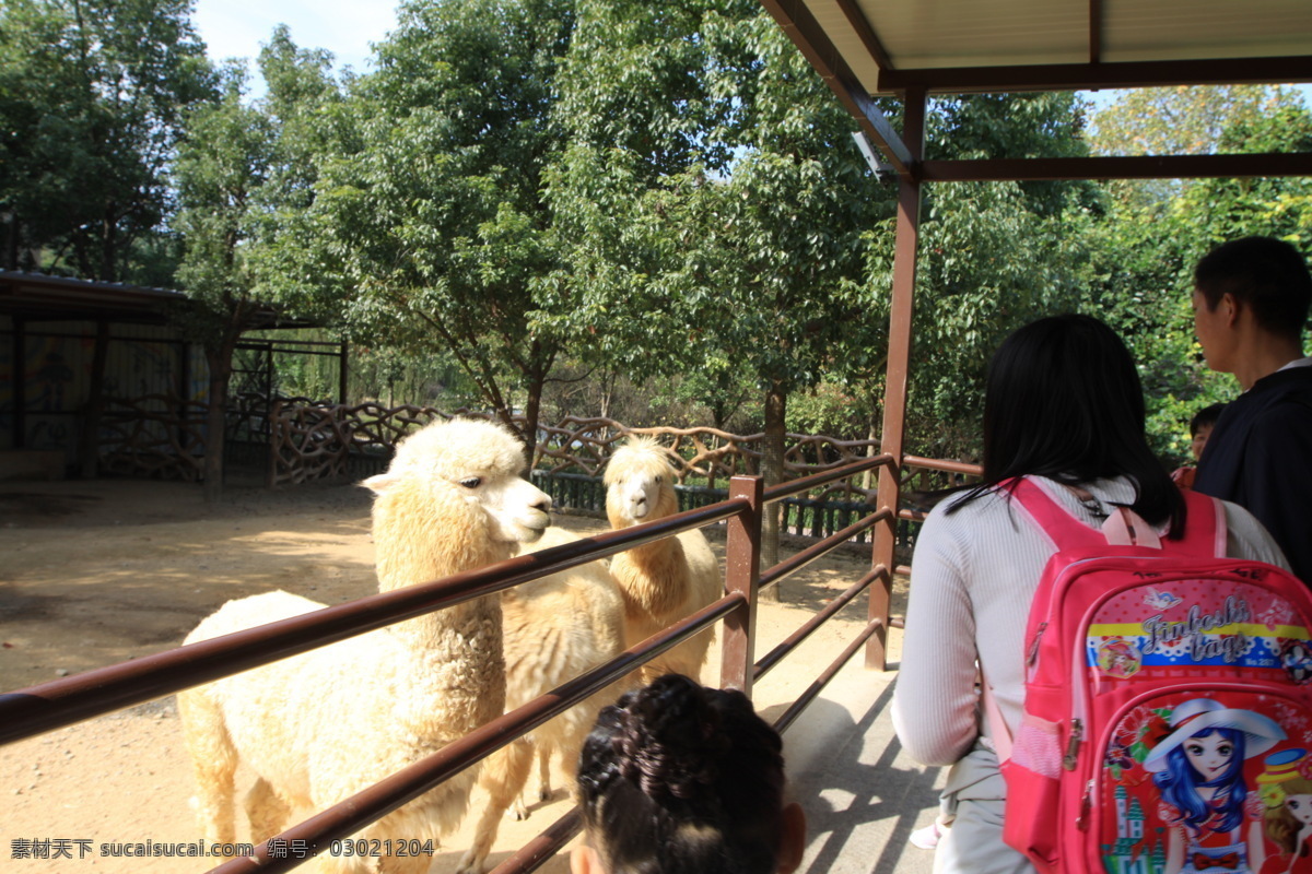 羊驼 萌宠互动 动物园 萌宠乐园 草泥马 旅游摄影 国内旅游