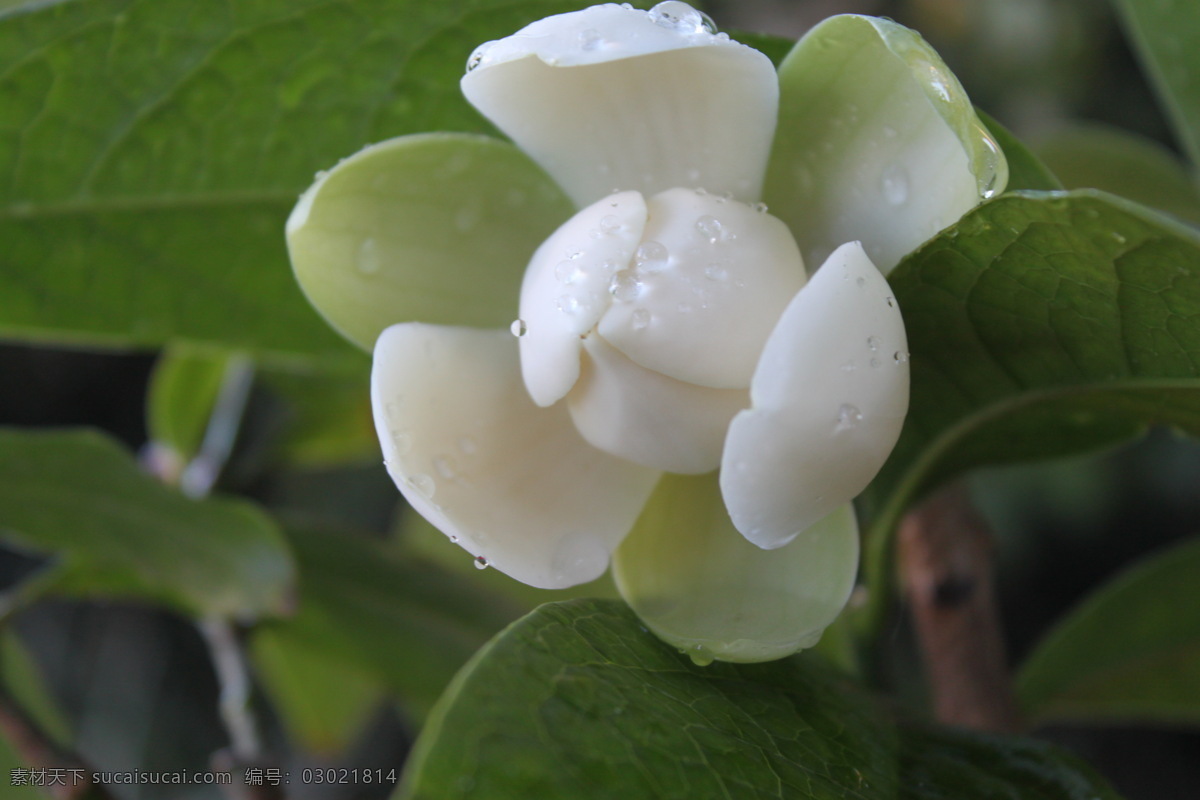 含笑 白花 花草 生物世界