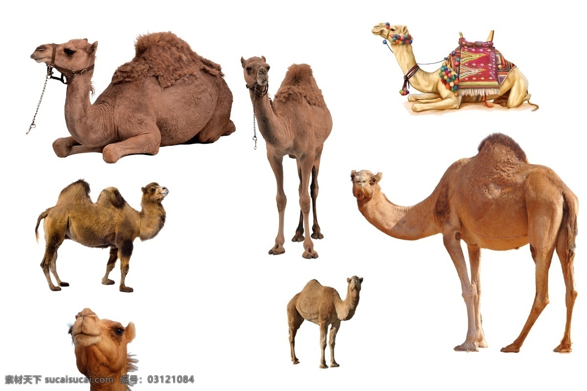 骆驼图片 骆驼特写 骆驼精神 骆驼写真 人与骆驼 骆驼装饰品 进取精神 站立的骆驼 东莞城市 城市 老骆驼 训话骆驼 骆驼 沙漠骆驼 做骆驼 骑骆驼 旅游
