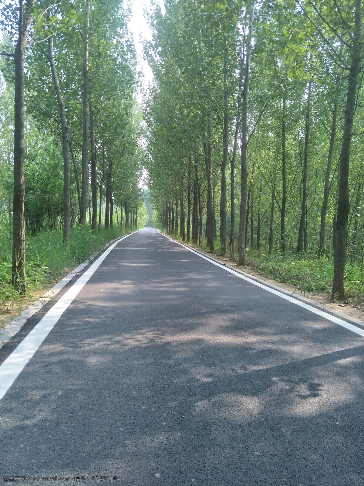 白杨树 林荫路 树 杨树 树木 蓝天与树 金色的秋天 秋天的白杨树 杨树林荫道 蓝天白云 马路 公路 金秋 树林 花草树木 旅游摄影 国内旅游