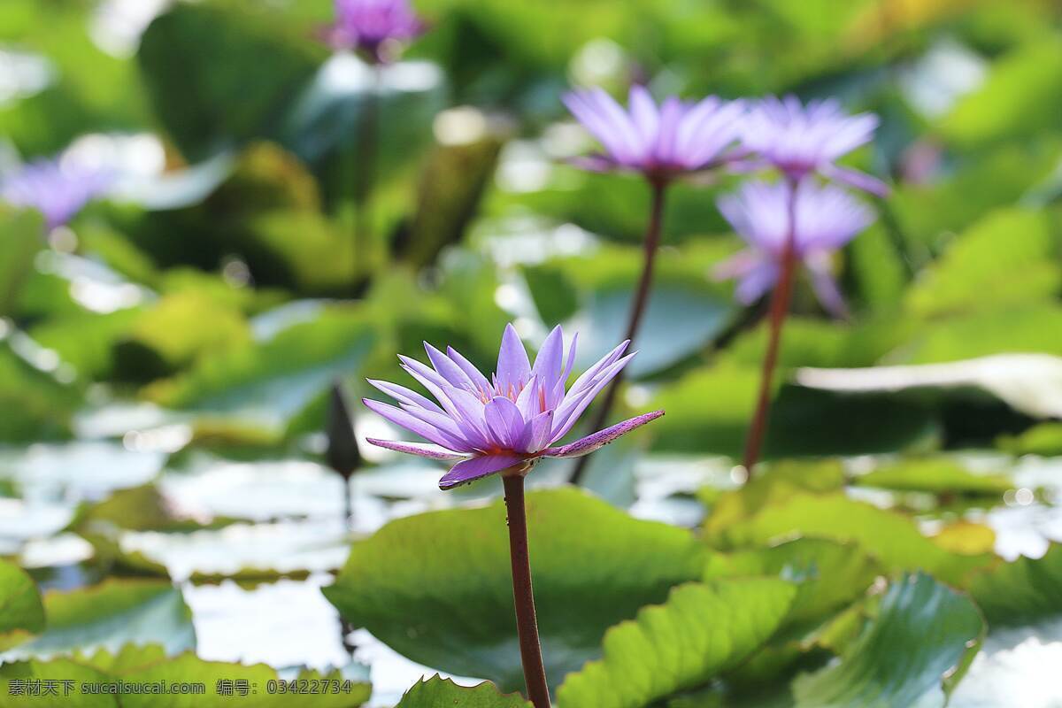 荷花 中国莲 藕花 芙蕖 水芙蓉 水华 水芝 六月春 泽芝 玉环 水莲花 君子花 荷花特写 出淤泥不染 菡萏 生物世界 花草