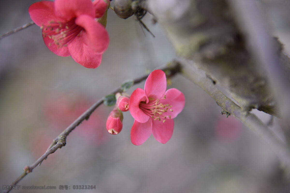 花卉 花草 花苗 花蕾 蓓蕾 鲜花 海棠花 植物 红花 鲜艳 艳丽 春天 春花 花朵 生物世界