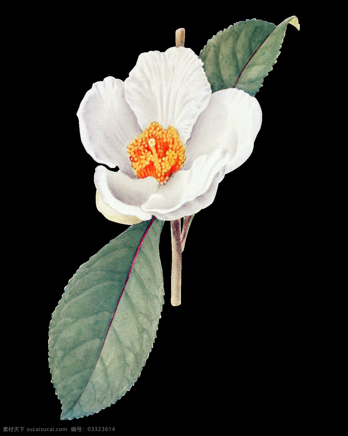 白色 高清 华丽 复古 彩绘 花朵 含苞待放 盛开 矢量花朵 矢量素材 手绘花朵素材 鲜花花蕾 鲜花素材花卉 绽放