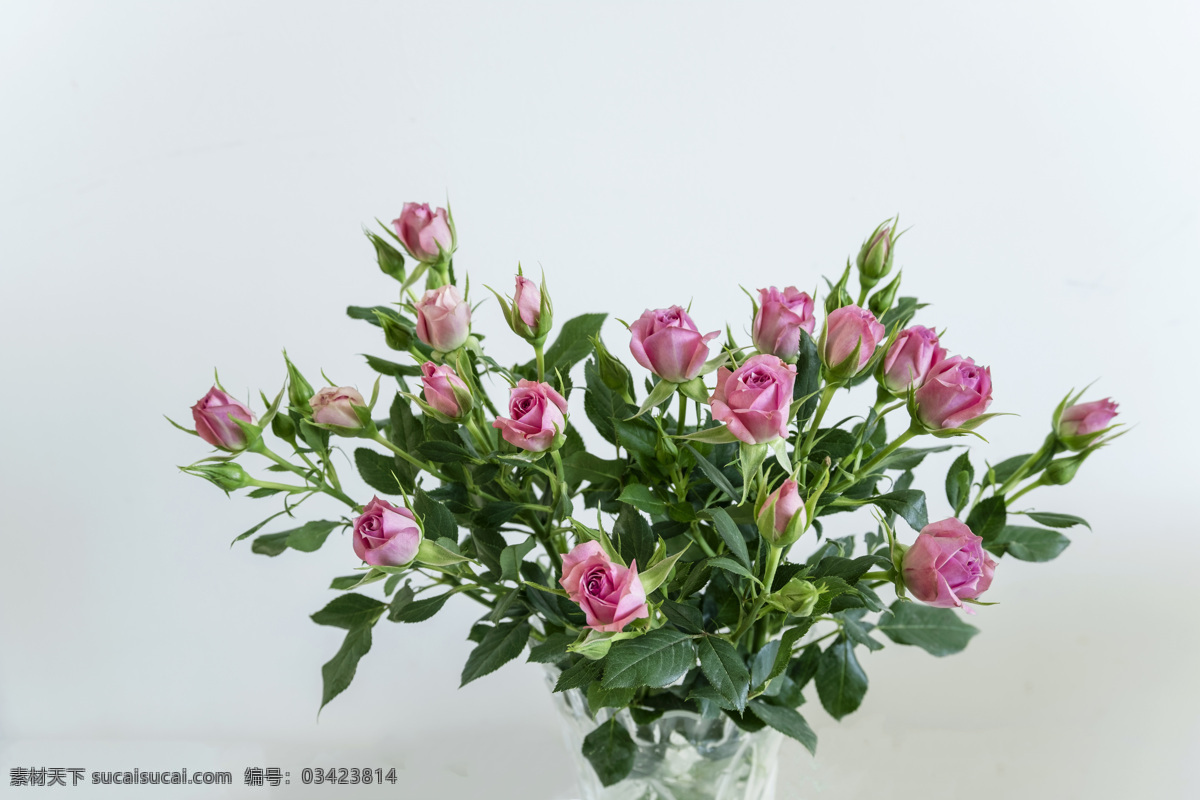鲜花静物 静物鲜花 花瓶 花瓶插花 装饰花瓶 鲜花素材 玫瑰插花 家庭装饰 静物 生物世界 花草
