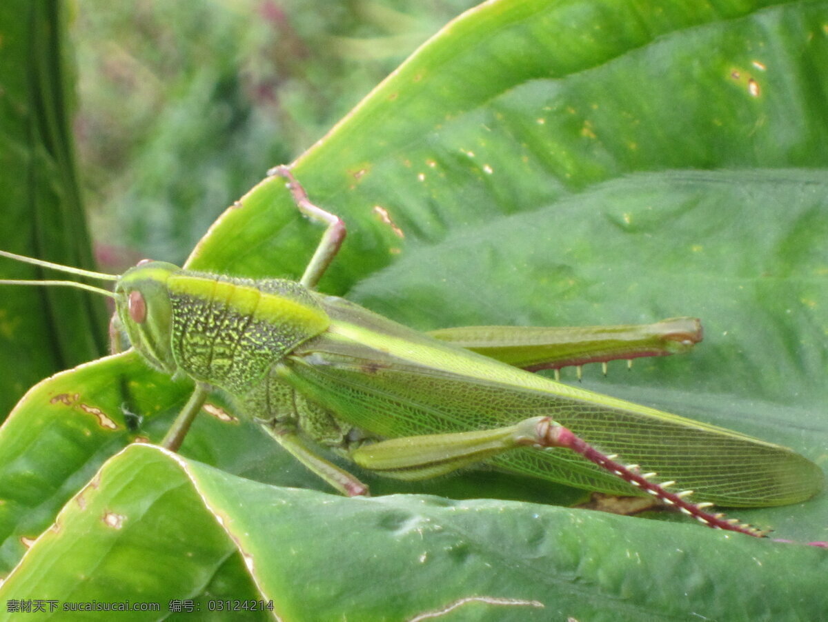 蝗虫 昆虫 绿叶 生物世界 绿色蝗虫 害虫