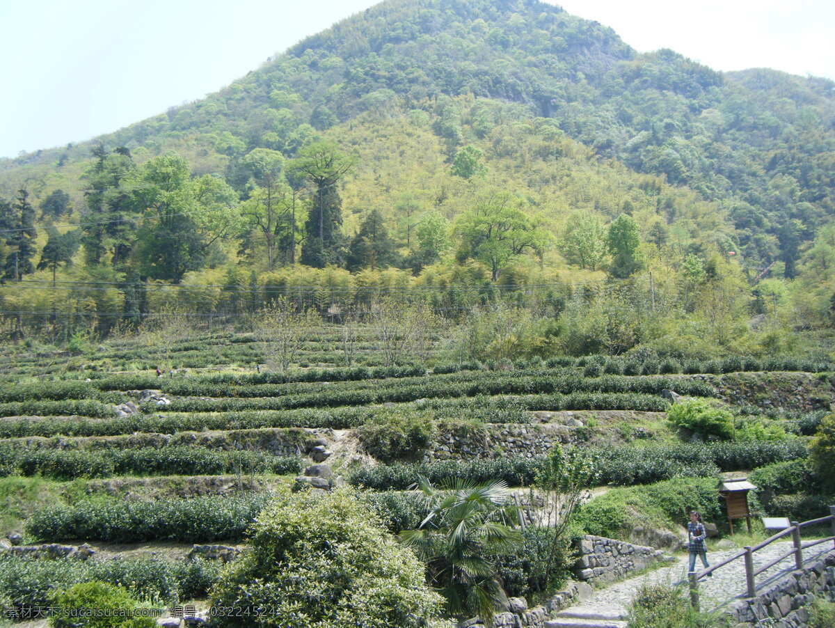 茶园风光 茶园 风景 夕阳 美景 茶叶 梯田 茶树 树木 山丘 绿色 植被 自然风景 田园风光 自然景观