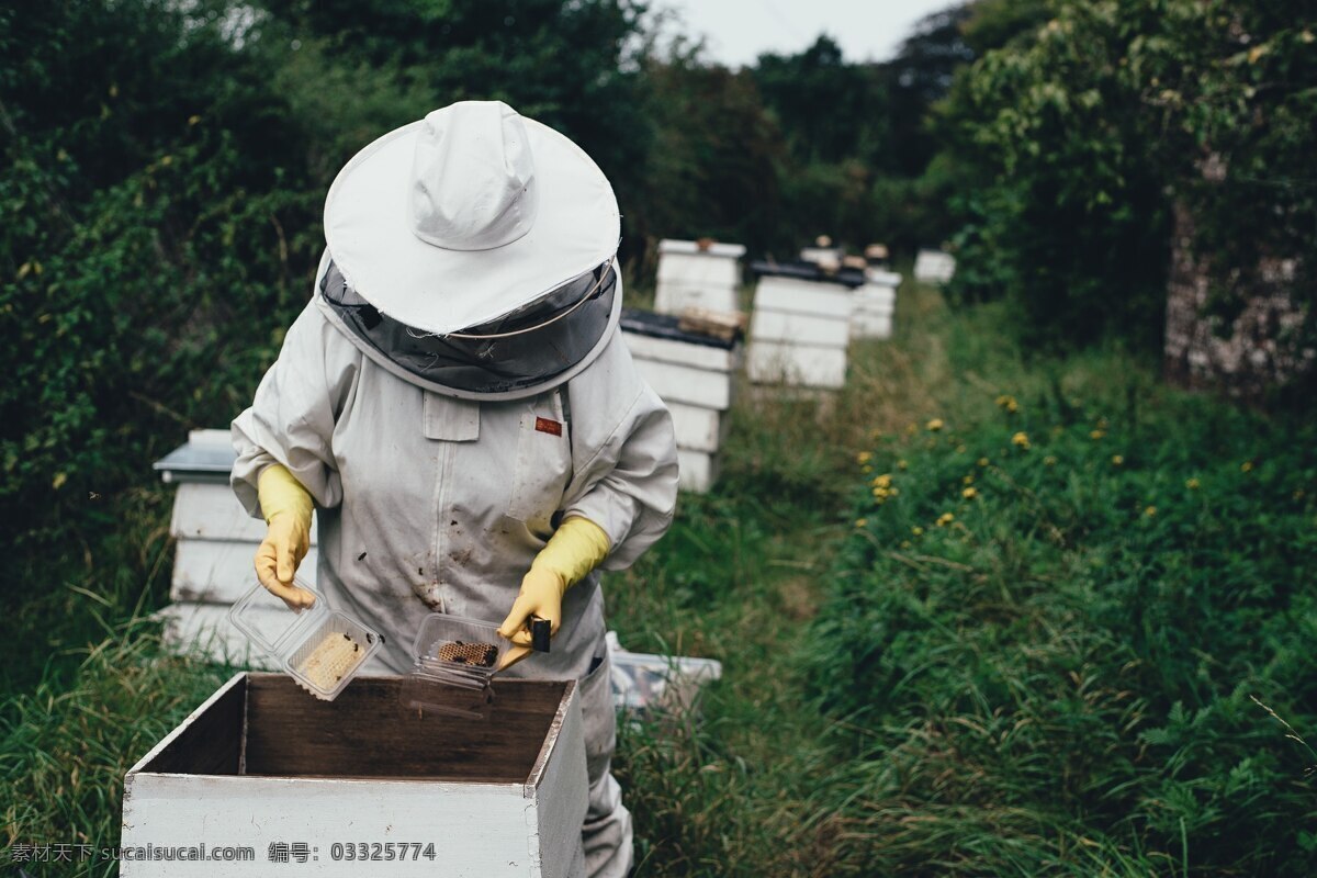 养蜂人图片 蜜蜂 蜂箱 养蜂 蜂窝 养殖业 土蜂蜜 养蜂人 昆虫 中华蜜蜂 人物图库 职业人物
