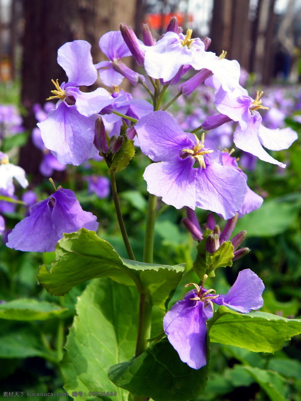 二月兰 诸葛菜 菜子花 紫金花 花草 生物世界