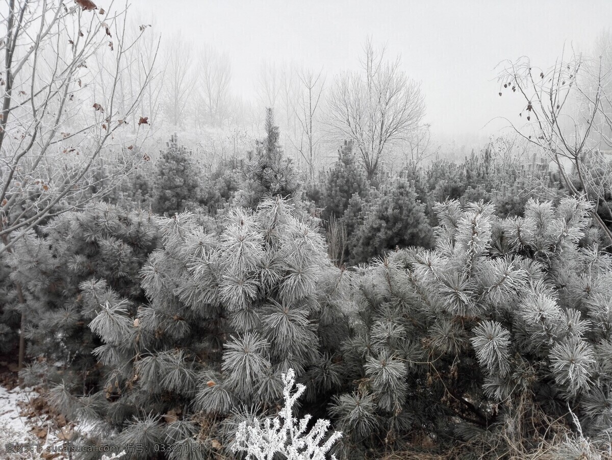 雪松 雪 松树 雾 冬天 雪景 自然景观 自然风景