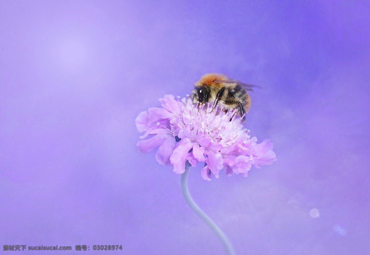 采花 蜜蜂 高清 采蜜蜜蜂 花卉 花蕊 小蜜蜂