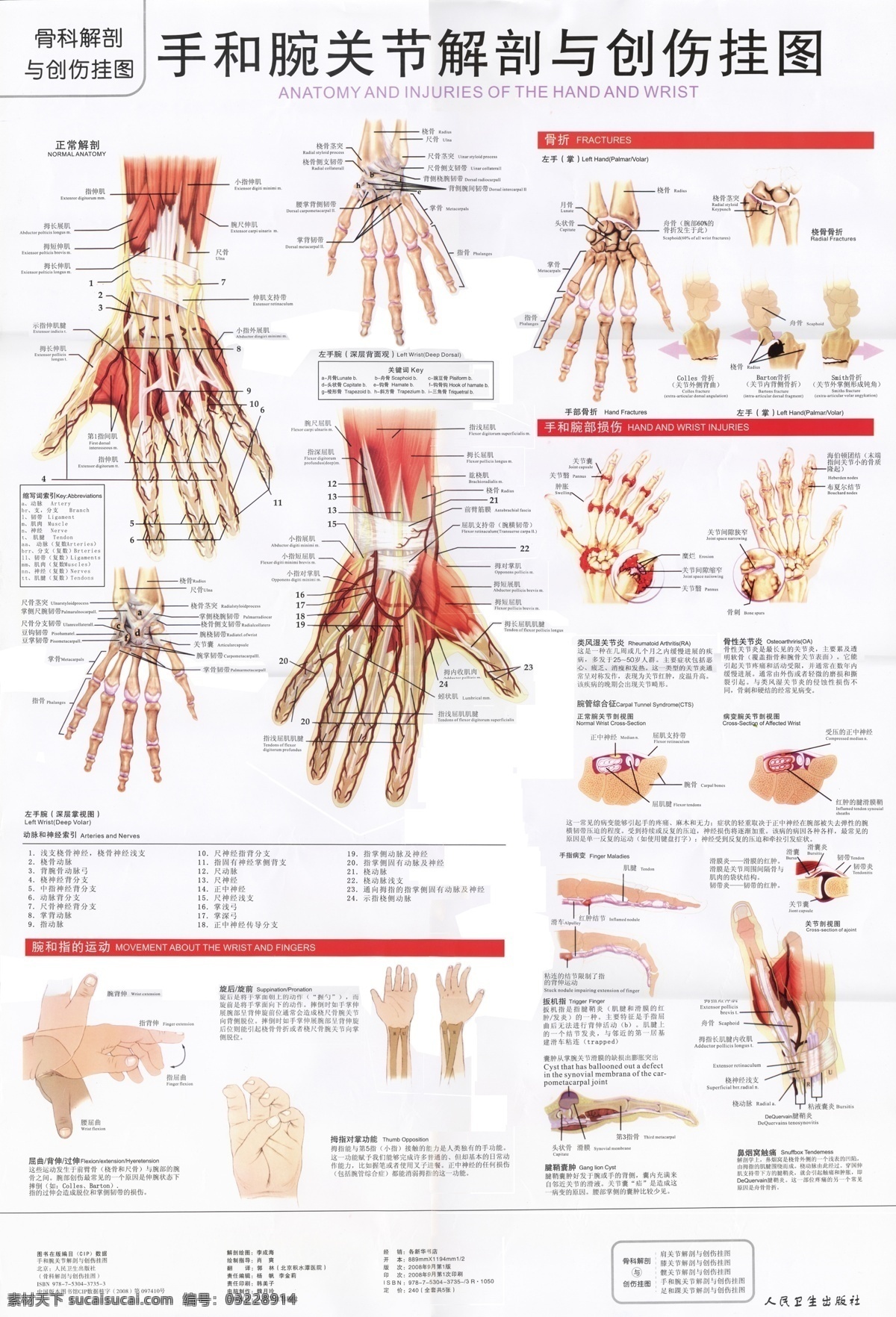手 腕 关节 解剖 图 腕和指的运动 骨折 腕和指的损伤 骨骼 手指 医院 分层 源文件