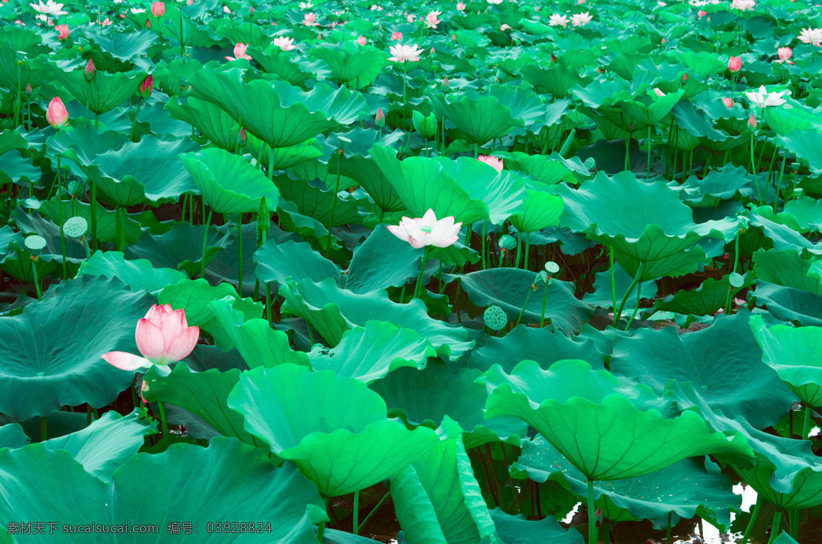 荷 莲 花 自然 绿 白色 莲蓬 花蕾 花瓣 荷花苞 护眼 清新 雨后 粉色 六月 夏天 含苞 背景 封面 植物 叶子 花朵 莲乡 艺术 拍照 莲叶 荷塘 自然景观 自然风景 生物世界 花草