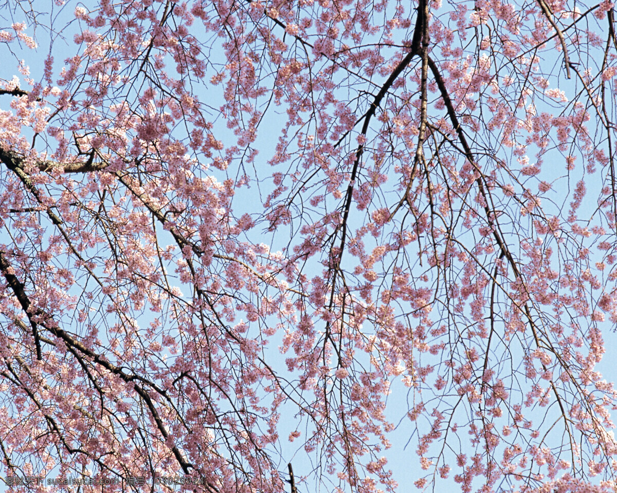 春暖花开 背景 风景 花 花草 花季 摄影图库 植物世界 自然风景 自然景观 花的季节 生活 旅游餐饮