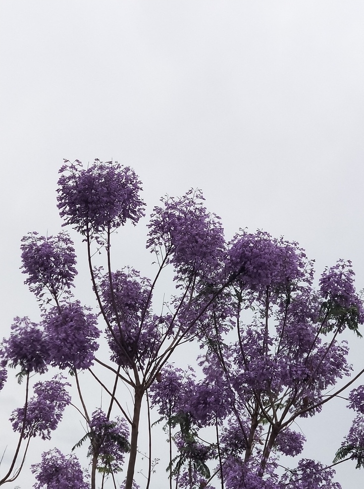 树 景观 紫色 植物 蓝色 春天 蓝花楹树 昆明 昆明风光 旅行 古树 大树 鲜花 繁花似锦 花朵 花卉 花蕊植物 蓝楹花 绝望中等待 爱情 紫色花朵 绽放 花 朵 花瓣 紫色花 生物世界 树木树叶