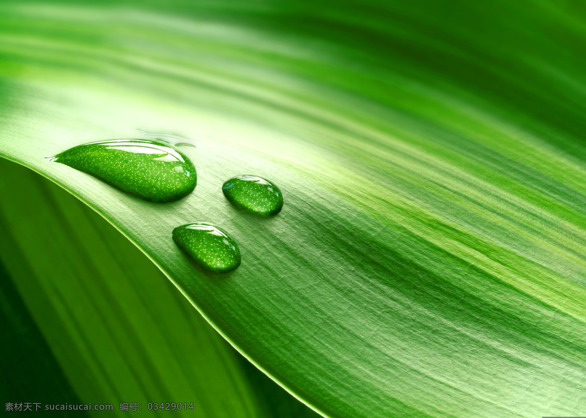 绿色 水珠 高清 背景 高清背景 晶莹剔透 干净 清爽 明朗 水滴 生物世界 树木树叶