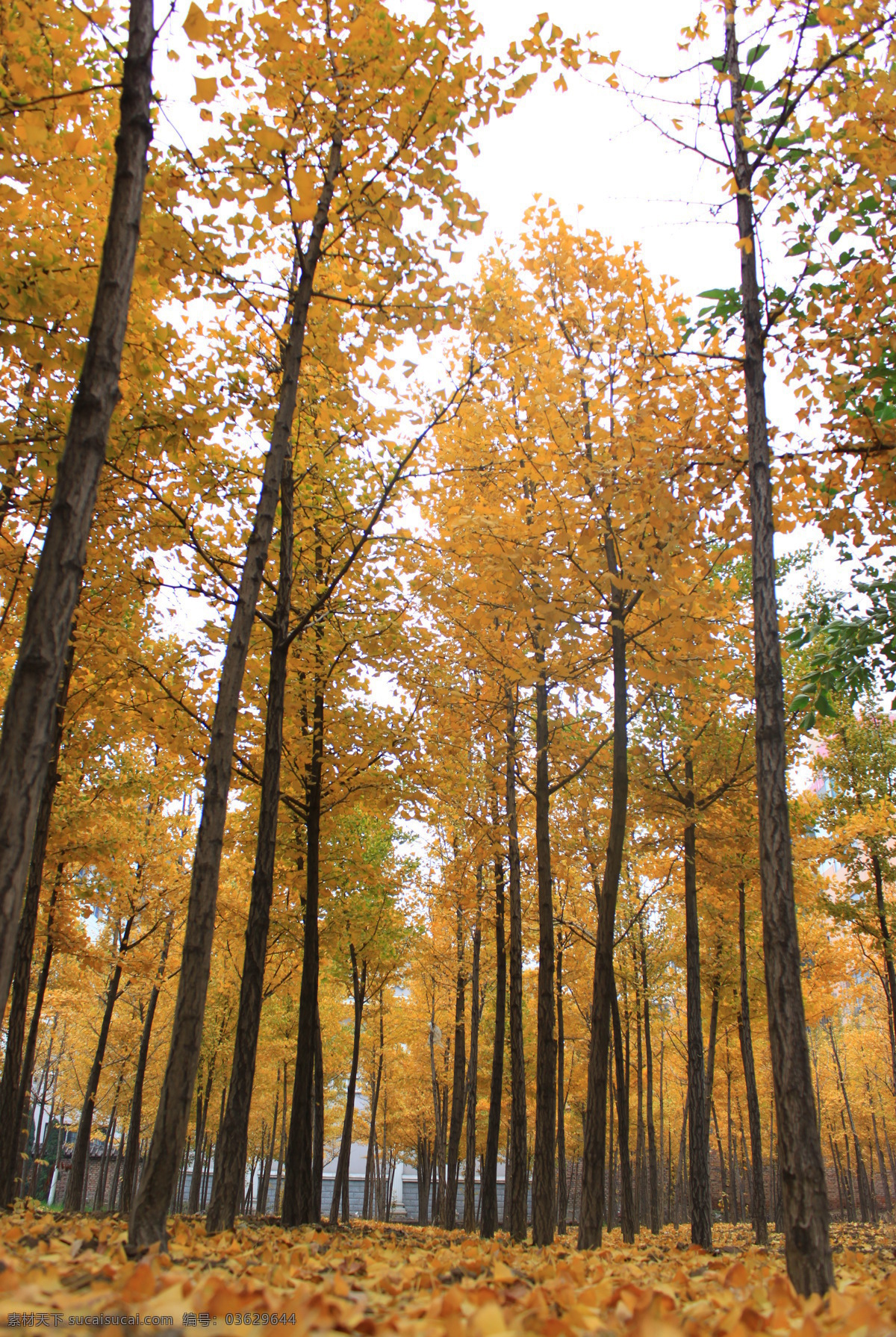 秋天的树叶 黄色 叶子 纵向 银杏树 落叶 银杏叶 树林 自然风景 自然景观